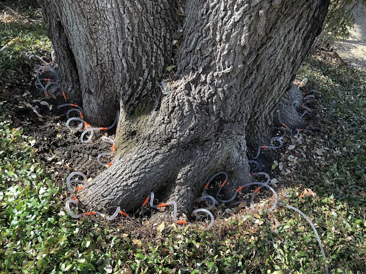 Detailed Tree Cabling and Bracing job site in Blairstown
